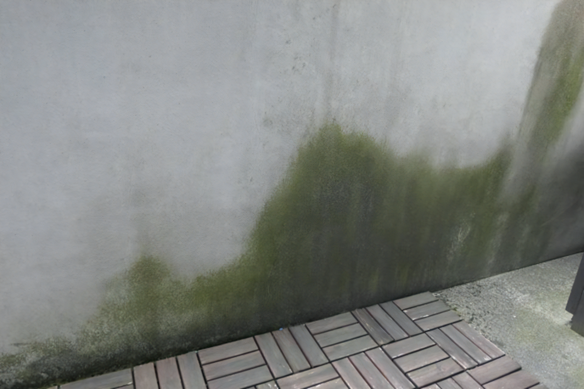 外壁・屋根の苔